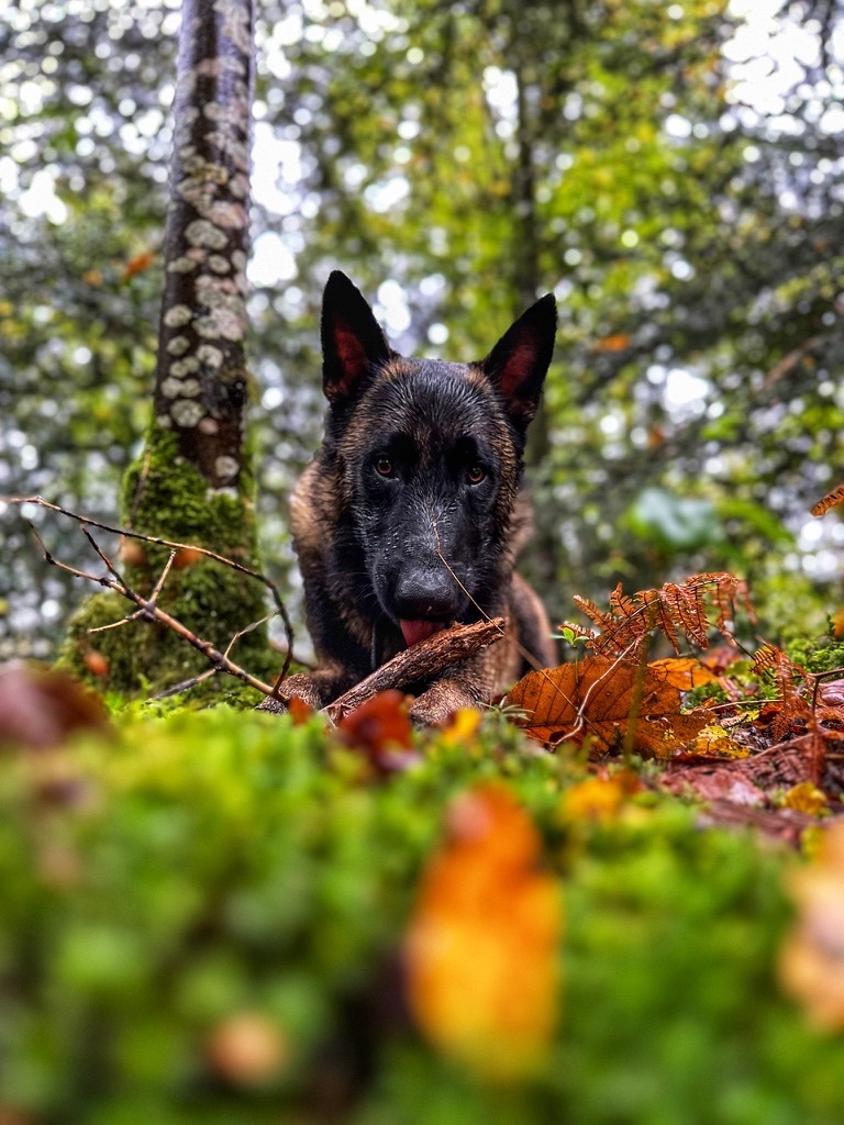 hien Berger Belge Malinois allongé dans les bois au milieu de la mousse verte et des feuilles d'automne, photographié par LM Production.