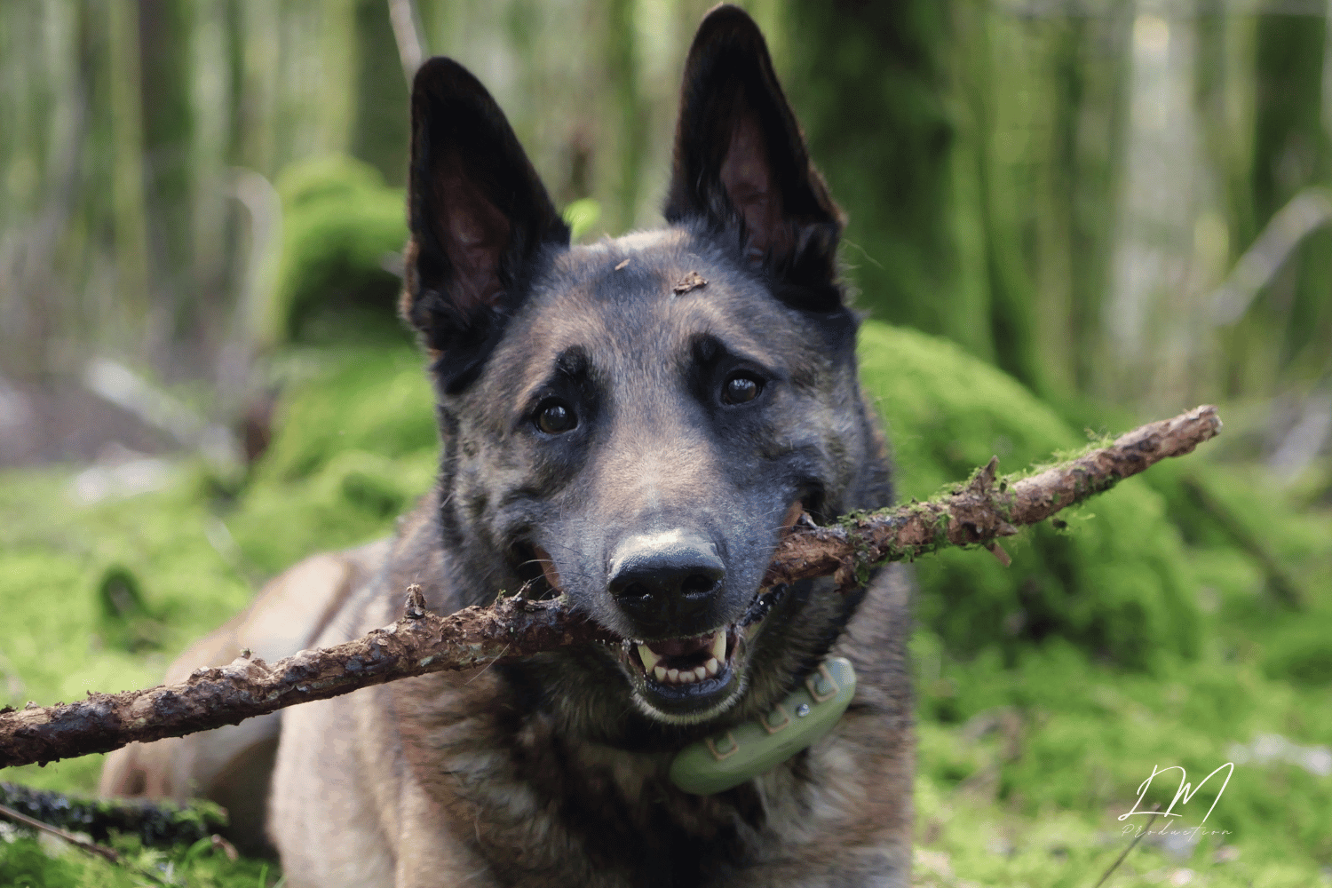 videaste professionnel pour animaux particulier (1)